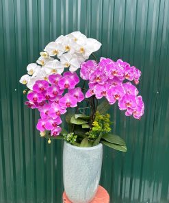Chậu hồ điệp mix 2 màu - SSHLHD3