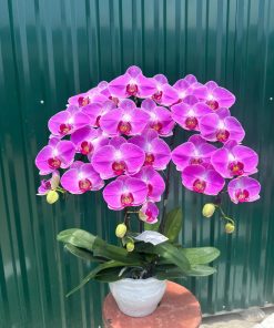 Lan Hồ Điệp Hồng Cánh Sen  - SSHLHD5