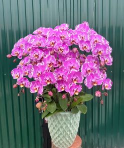 Lan Hồ Điệp Bản Đồ Loang - SSHLHD8